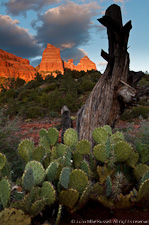 Red Rocks Cacti