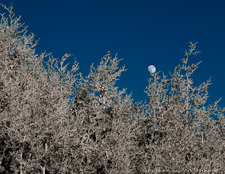 Arizona Moon