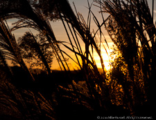 Arizona Sunset Grasses