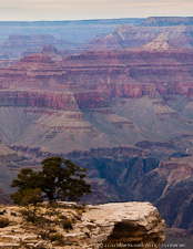 Grand Canyon Tree