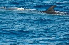 Bryde's Whale with a hole in its dorsal fin (from a tracking ID?)