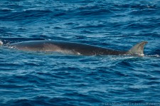 Bryde's Whale