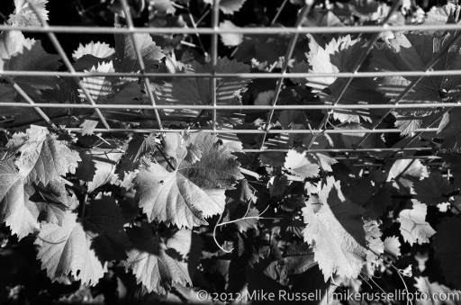 Day 266: Vines from Above