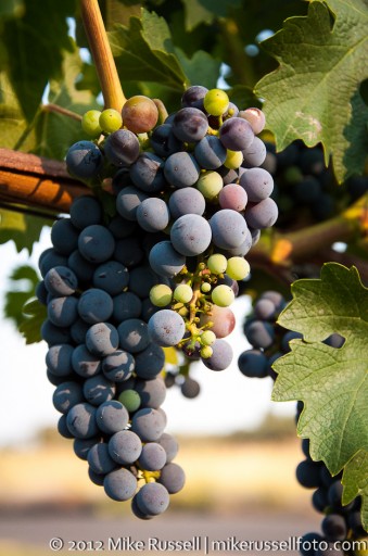 Day 282: Post-Veraison Cab