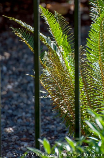 Day 271: Caged Fern